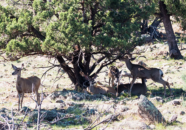 Mule Deer Odocoileus hemionus