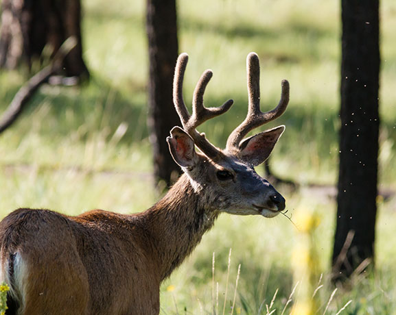 Mule Deer Odocoileus hemionus