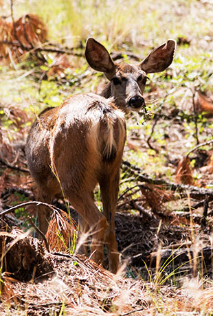 Mule Deer Odocoileus hemionus