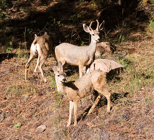 Mule Deer Odocoileus hemionus