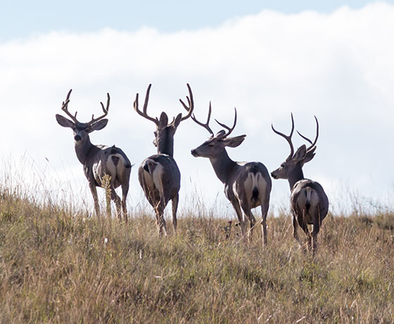 Mule Deer Odocoileus hemionus