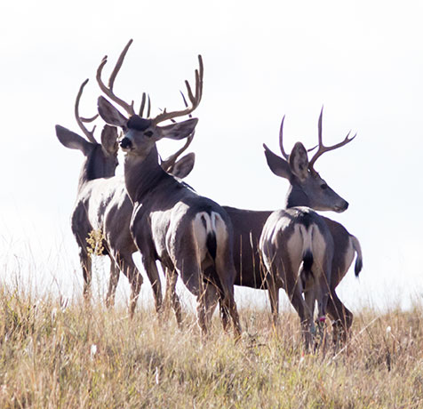 Mule Deer Odocoileus hemionus