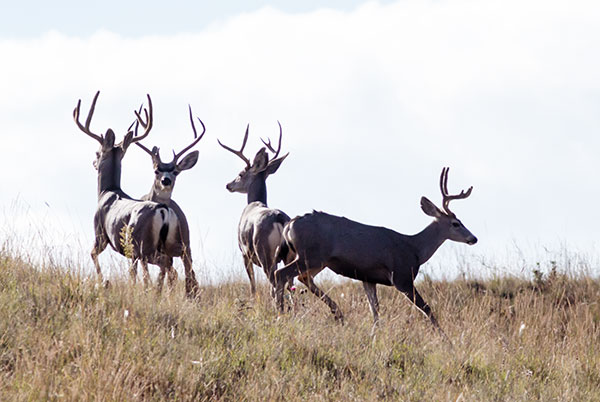 Mule Deer Odocoileus hemionus
