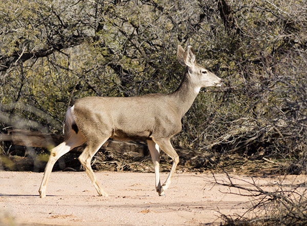 Mule Deer Odocoileus hemionus