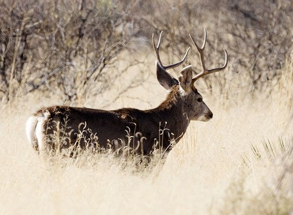 Mule Deer Odocoileus hemionus
