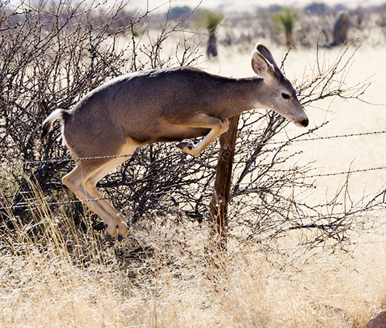 Mule Deer Odocoileus hemionus