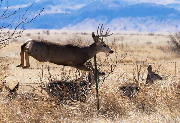 Mule Deer Odocoileus hemionus