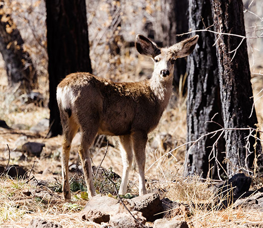 Mule Deer Odocoileus hemionus