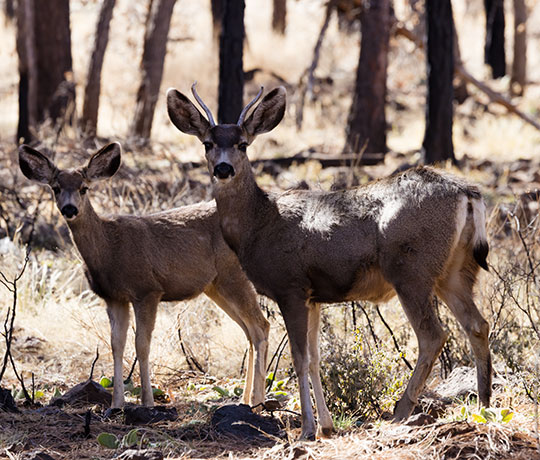 Mule Deer Odocoileus hemionus