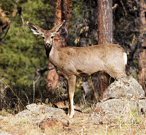 Mule Deer Odocoileus hemionus