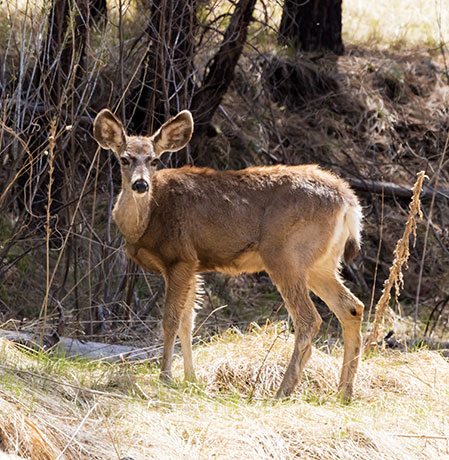 Mule Deer Odocoileus hemionus