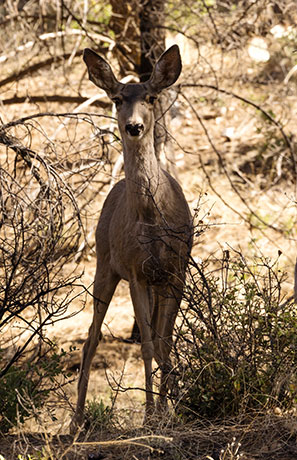 Mule Deer Odocoileus hemionus