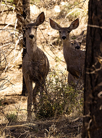 Mule Deer Odocoileus hemionus