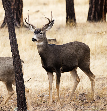 Mule Deer Odocoileus hemionus