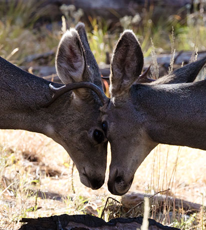 Mule Deer Odocoileus hemionus
