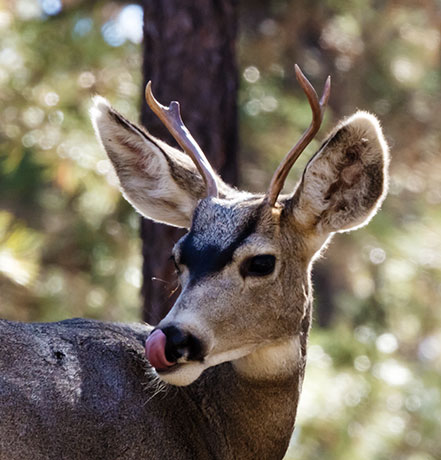 Mule Deer Odocoileus hemionus
