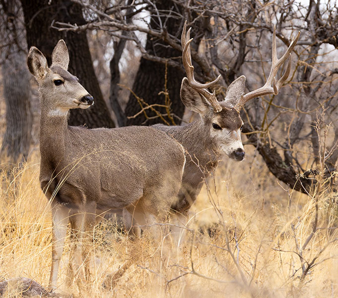 Mule Deer Odocoileus hemionus