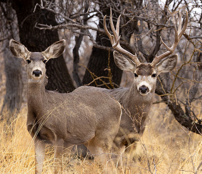 Mule Deer Odocoileus hemionus