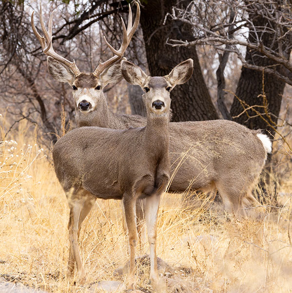 Mule Deer Odocoileus hemionus