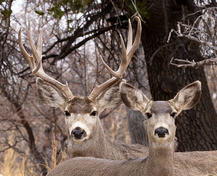 Mule Deer Odocoileus hemionus