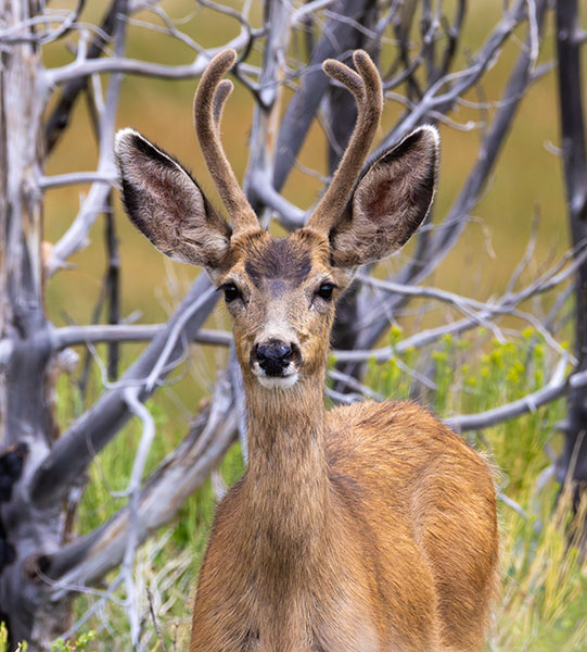 Mule Deer Odocoileus hemionus