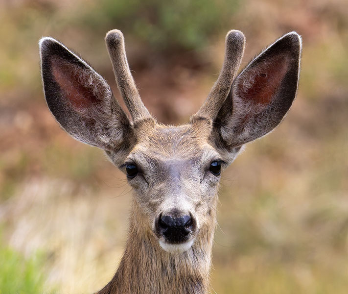 Mule Deer Odocoileus hemionus