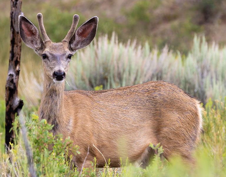 Mule Deer Odocoileus hemionus