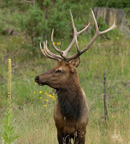 Bull Elk Cervus elaphus