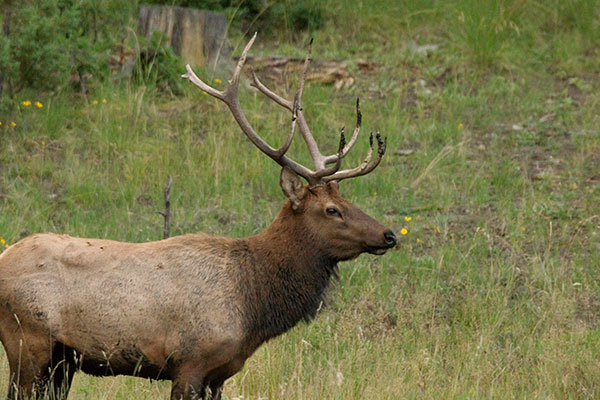 Bull Elk Cervus elaphus