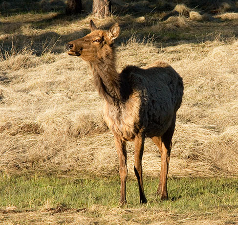 Elk Cervus elaphus wapiti