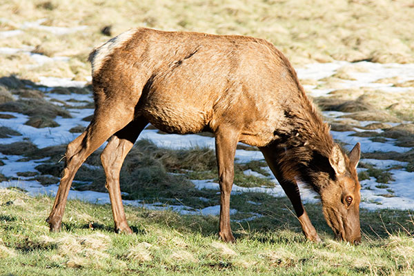 Cow Elk Cervus elaphus