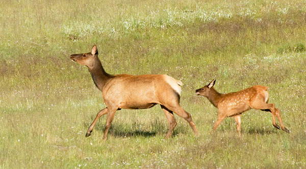Cow and Calf Elk Cervus elaphus