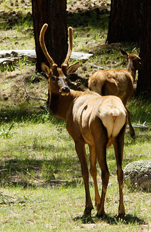 Elk Cervus elaphus