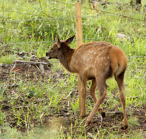 Elk Cervus elaphus