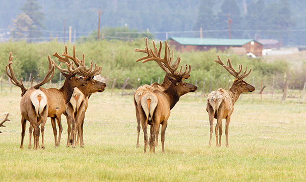 Elk Cervus elaphus