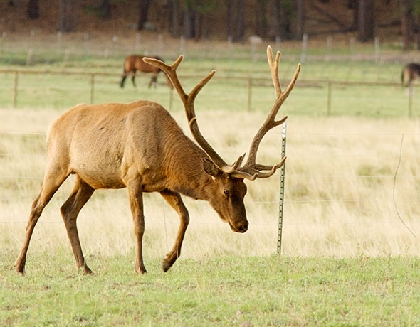 Elk Cervus elaphus