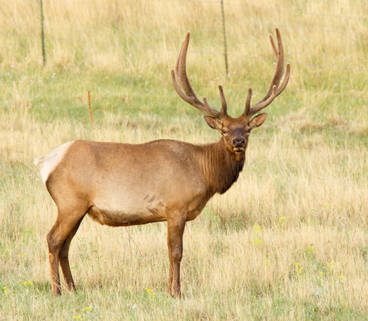 Elk Cervus elaphus