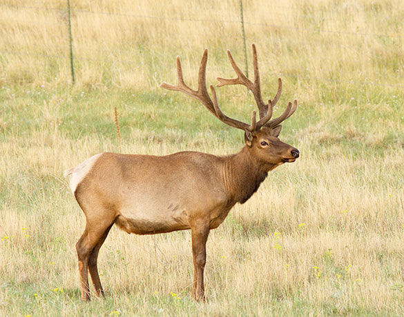 Elk Cervus elaphus