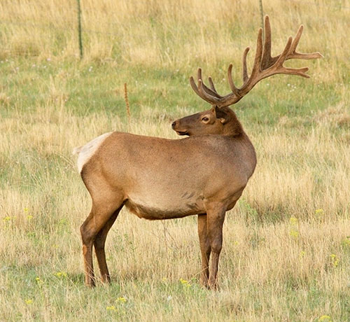 Elk Cervus elaphus