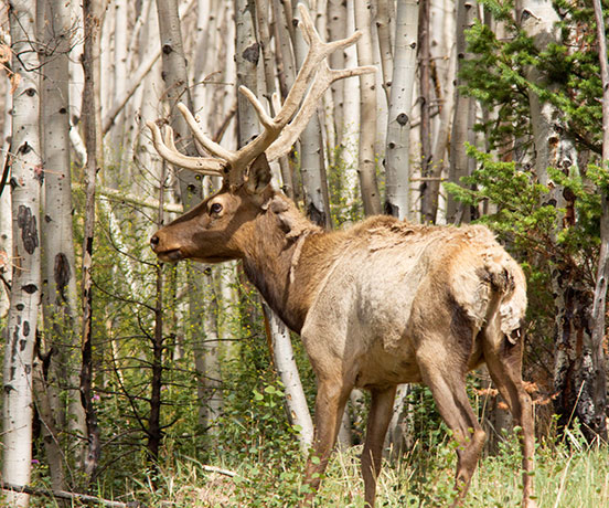 Elk Cervus elaphus