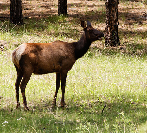 Elk Cervus elaphus