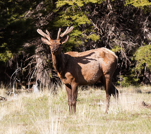 Elk Cervus elaphus