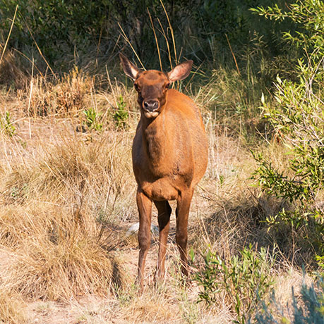 Elk Cervus elaphus