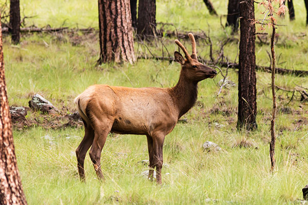 Elk Cervus elaphus