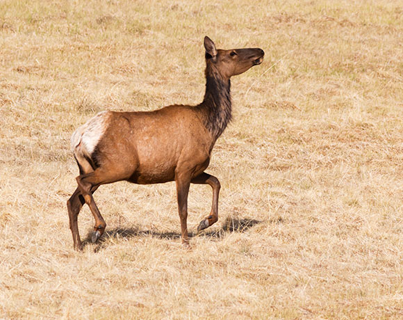 Elk Cervus elaphus