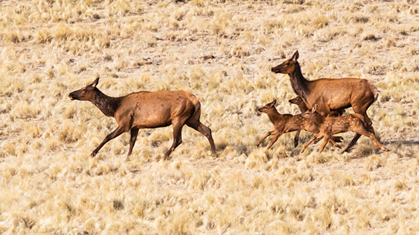 Elk Cervus elaphus