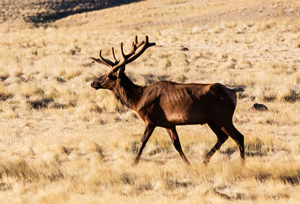 Elk Cervus elaphus