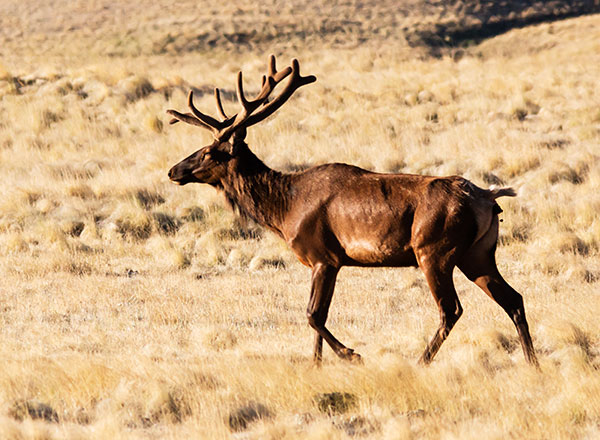 Elk Cervus elaphus