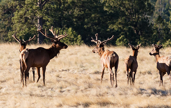 Elk Cervus elaphus