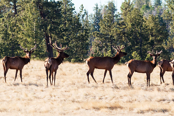 Elk Cervus elaphus